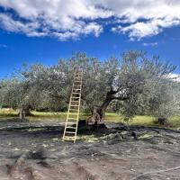 ポリフェーモDOP 100ml・250ml・500ml　